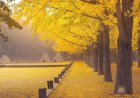 Rekomendasi 5 Destinasi Wisata Korea Selatan Terpopuler 2024